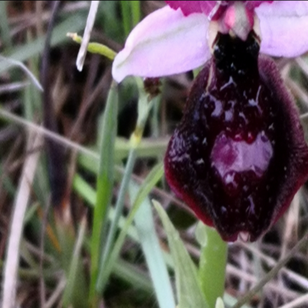 ZZ - Hybride Ophrys araneola X Ophrys catalaunica